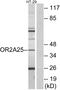 Olfactory Receptor Family 2 Subfamily A Member 25 antibody, A30863, Boster Biological Technology, Western Blot image 