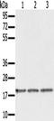 Epigen antibody, TA351161, Origene, Western Blot image 