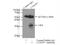 Lymphocyte Antigen 6 Family Member G5C antibody, 24633-1-AP, Proteintech Group, Immunoprecipitation image 