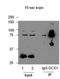 Mannosyl-oligosaccharide glucosidase antibody, NBP2-14967, Novus Biologicals, Immunoprecipitation image 