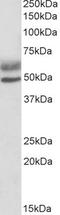 Autoimmune Regulator antibody, TA302805, Origene, Western Blot image 