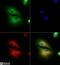 RP1 Axonemal Microtubule Associated antibody, NBP2-22149, Novus Biologicals, Immunofluorescence image 