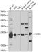 Heat shock protein beta-8 antibody, 18-681, ProSci, Western Blot image 