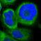 NME1 antibody, HPA008467, Atlas Antibodies, Immunocytochemistry image 