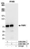 Fragile X mental retardation protein 1 homolog antibody, A305-200A, Bethyl Labs, Immunoprecipitation image 