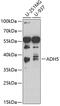 Alcohol dehydrogenase class-3 antibody, GTX55494, GeneTex, Western Blot image 