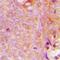 Mitochondrial Ribosomal Protein S9 antibody, abx133496, Abbexa, Western Blot image 