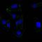 NDUFA4 Mitochondrial Complex Associated Like 2 antibody, orb178959, Biorbyt, Immunocytochemistry image 