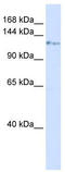 Kinesin Family Member 5C antibody, TA335081, Origene, Western Blot image 