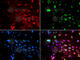 L3MBTL Histone Methyl-Lysine Binding Protein 1 antibody, A7090, ABclonal Technology, Immunofluorescence image 