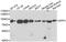 Dipeptidyl Peptidase 3 antibody, A07788, Boster Biological Technology, Western Blot image 