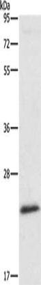 Autophagy Related 10 antibody, CSB-PA828297, Cusabio, Western Blot image 