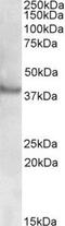 Receptor Associated Protein Of The Synapse antibody, NBP1-37778, Novus Biologicals, Western Blot image 