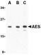 Amino-terminal enhancer of split antibody, TA306253, Origene, Western Blot image 
