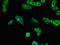Strawberry Notch Homolog 2 antibody, orb46627, Biorbyt, Immunofluorescence image 
