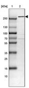 PRIP antibody, PA5-52071, Invitrogen Antibodies, Western Blot image 