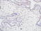Cyclin Dependent Kinase Inhibitor 1C antibody, TA327720, Origene, Immunohistochemistry paraffin image 