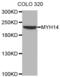 Myosin Heavy Chain 14 antibody, abx002659, Abbexa, Western Blot image 