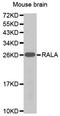 RAS Like Proto-Oncogene A antibody, orb136223, Biorbyt, Western Blot image 