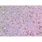 ARP antibody, LS-C387077, Lifespan Biosciences, Immunohistochemistry frozen image 