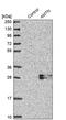 Amelotin antibody, PA5-57537, Invitrogen Antibodies, Western Blot image 