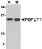 Protein O-Fucosyltransferase 1 antibody, MBS150751, MyBioSource, Western Blot image 