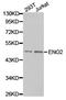 Gamma-enolase antibody, TA327525, Origene, Western Blot image 