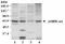 Protein Kinase AMP-Activated Catalytic Subunit Alpha 1 antibody, PA1-21909, Invitrogen Antibodies, Western Blot image 
