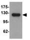 Lipin 1 antibody, GTX31547, GeneTex, Western Blot image 
