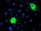F-Box Protein 21 antibody, TA504025, Origene, Immunofluorescence image 