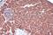 Caspase 1 antibody, GTX134551, GeneTex, Immunohistochemistry paraffin image 