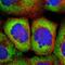 Ribosomal Protein S25 antibody, NBP1-80802, Novus Biologicals, Immunofluorescence image 