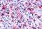 Pyrimidinergic Receptor P2Y6 antibody, MBS246780, MyBioSource, Immunohistochemistry frozen image 