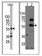 SRY-Box 9 antibody, AP11362PU-N, Origene, Western Blot image 