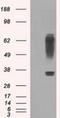 Ring Finger Protein 144B antibody, NBP2-02128, Novus Biologicals, Western Blot image 