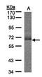 Sulfite oxidase, mitochondrial antibody, orb69934, Biorbyt, Western Blot image 
