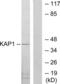 KAP1 antibody, LS-B9919, Lifespan Biosciences, Western Blot image 