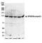 WASH Complex Subunit 5 antibody, A304-809A, Bethyl Labs, Western Blot image 