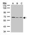 Heparanase 2 (Inactive) antibody, orb74268, Biorbyt, Western Blot image 