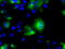 SIL1 Nucleotide Exchange Factor antibody, M04766, Boster Biological Technology, Immunofluorescence image 