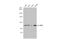 Zinc Fingers And Homeoboxes 2 antibody, GTX112232, GeneTex, Western Blot image 