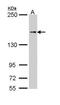 Nuclear factor of activated T-cells 5 antibody, GTX110903, GeneTex, Western Blot image 