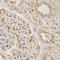 Urotensin 2 antibody, A06633-1, Boster Biological Technology, Immunohistochemistry frozen image 