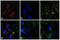 Rabbit IgG antibody, SA5-10040, Invitrogen Antibodies, Immunofluorescence image 