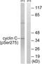 Cyclin C antibody, abx012684, Abbexa, Western Blot image 
