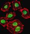 Dachshund Family Transcription Factor 1 antibody, orb247658, Biorbyt, Immunofluorescence image 