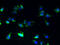 Solute Carrier Family 25 Member 25 antibody, A60942-100, Epigentek, Immunofluorescence image 