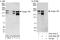 Golgin subfamily A member 3 antibody, A303-404A, Bethyl Labs, Western Blot image 