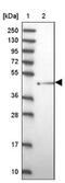 F-box/WD repeat-containing protein 4 antibody, NBP2-14013, Novus Biologicals, Western Blot image 