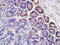 Ring Finger Protein 122 antibody, GTX51802, GeneTex, Immunohistochemistry paraffin image 